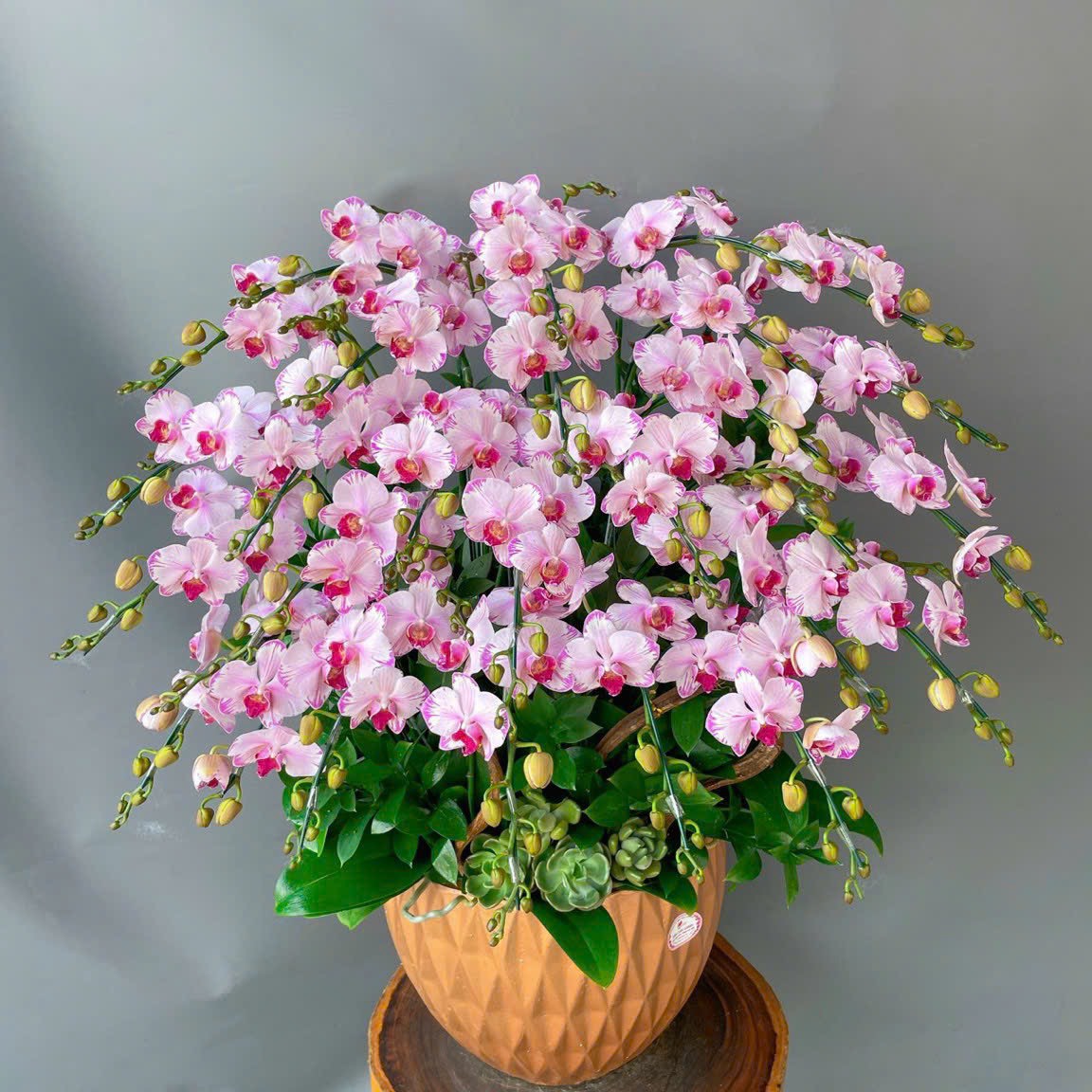 20 Canh Lan Hồ Điệp Thơ Mộng